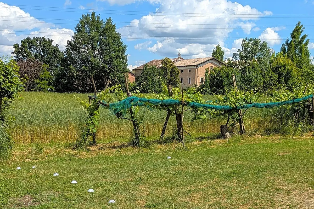 Agricola Giovanardi — foto 2