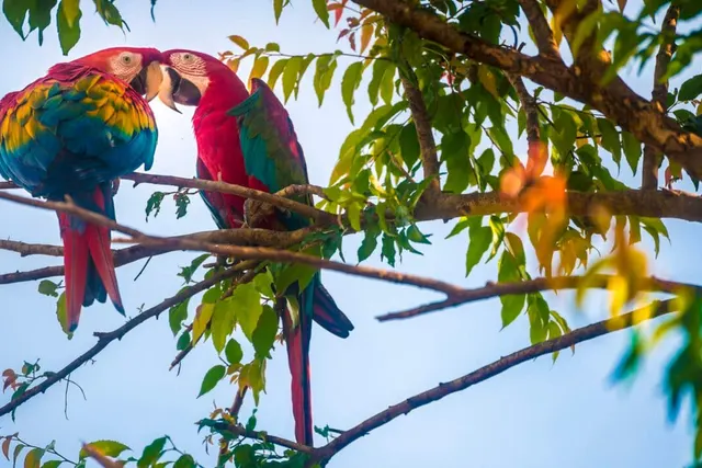 Carbet Bâche du Saut Laussat
