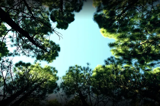 Camping Les Araucarias