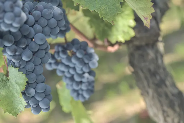 Vignobles Guillaume Bergeon