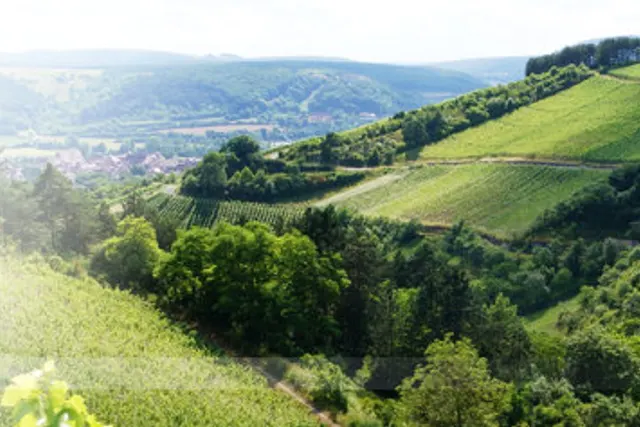 Weingut Lange Schloss Saaleck,