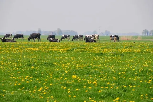 Old Huystra State