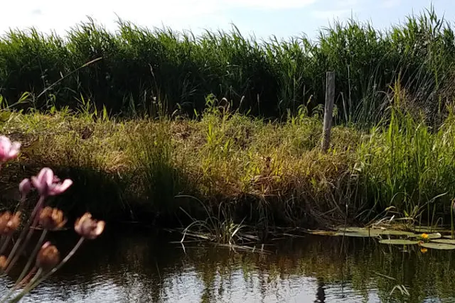 Het Waterhoentje