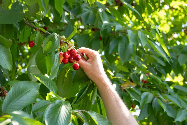Oensels Fruitweike