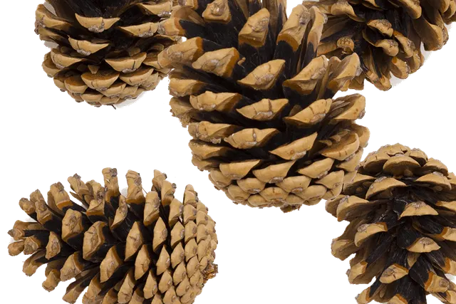 Skärså Naturcamping