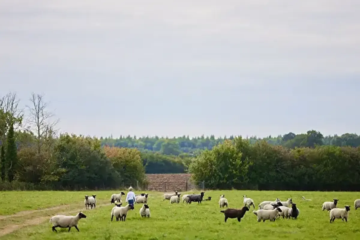New Barn Farm - Feather Down